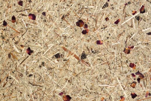 Organoid Wildspitze Rosengarten